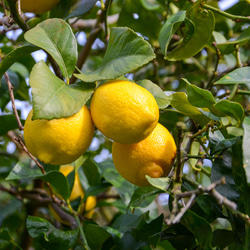 《リモンチェッロ》綺麗な湧水で育てた完熟レモンでつくりました！(500ml×6本) 6枚目の画像