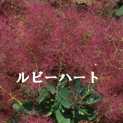 スモークツリー　ルビーハート　丈夫で矮性　赤い花穂　耐寒性落葉花木 1枚目の画像