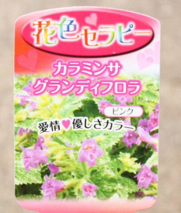 1pot）斑入り　カラミンサ　グランディフローラ　☆3号 4枚目の画像