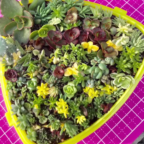 多肉植物 セダム カット苗 15種 | www.scoutlier.com