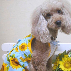 夏空ひまわり柄キャミワンピース・犬服 2枚目の画像
