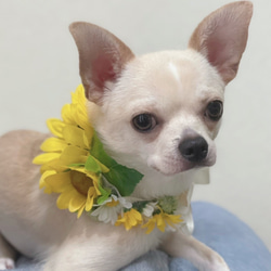 花かんむり　首飾り♡ペット　犬　猫 1枚目の画像