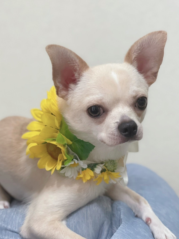 花かんむり　首飾り♡ペット　犬　猫 1枚目の画像