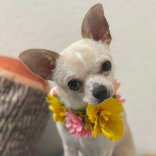 ♡押花♡かわいい犬♡ 後頭部がかわいい。 #柴犬 #柴犬さくらといぶき #しばいぬ #柴犬