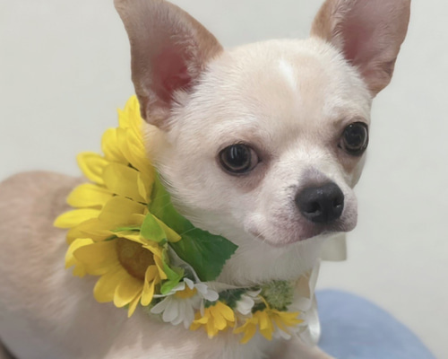 145b87d2b4be7f35da1f8bc009d395