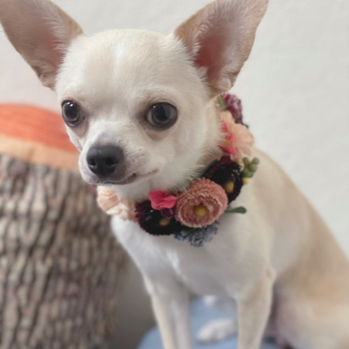 花冠 首飾り チョーカー オーダー 可❣️ペット 犬 猫 ペット服