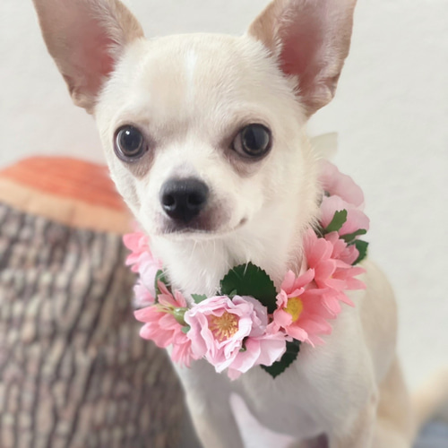 ♡押花♡かわいい犬♡ ふわふわ♡わたちゃん on X: 