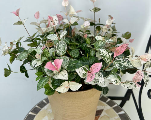 No.342 343　カネタロウ　寄せ植え　花 父の日）寄せ植えspecial | 立花ガーデン フラワーショップ 公式通販