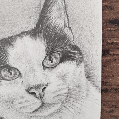 あぶない猫科　鉛筆画 猫の絵191 鉛筆画 原画｜Yahoo!フリマ（旧PayPayフリマ）