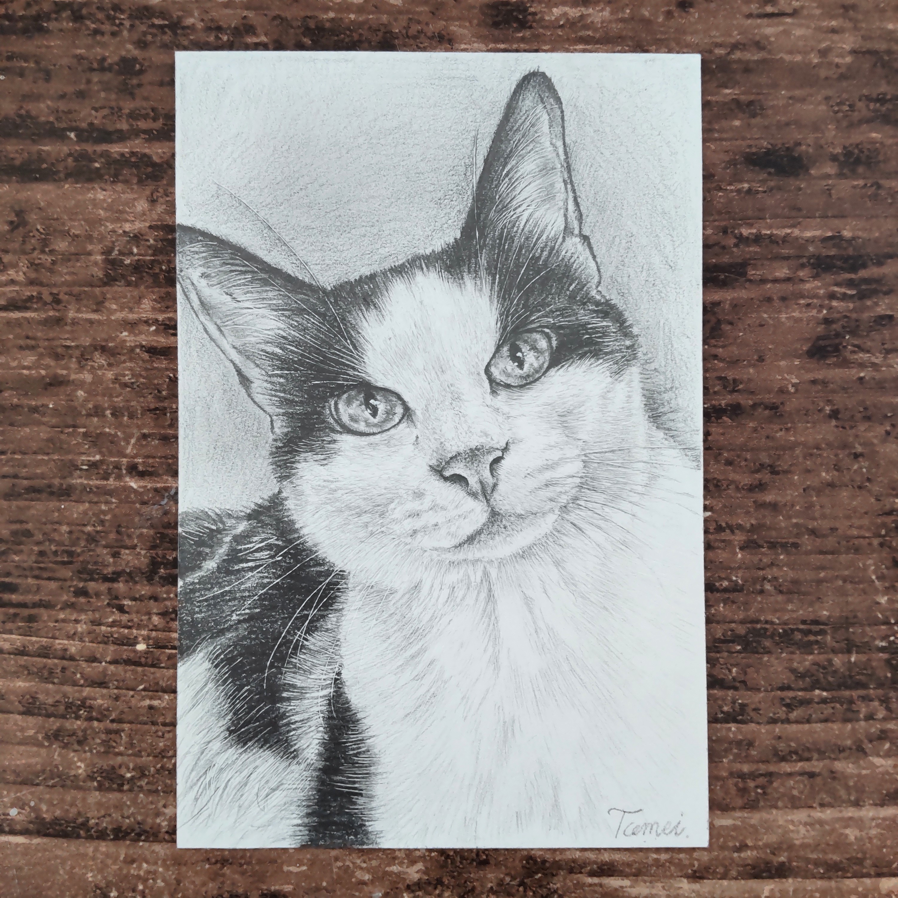 色鉛筆画 白猫 A4