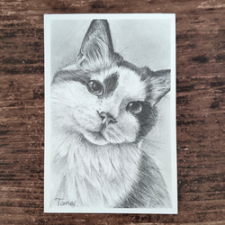 アメリカンショートヘア 絵画 透明。 通販 14172868｜Creema(クリーマ