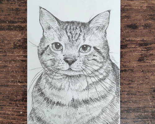 原画「窓辺の猫・アメリカンショートヘアー」猫/風景/イラスト/絵/アート/額付 猫 アメリカンショートヘア[11002068697]の写真・イラスト素材