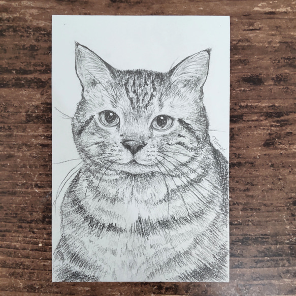 絵画 猫の絵 アメリカンショートヘア 猫雑貨 猫グッズ 原画 にゃんこ 可愛い猫 アメリカンショートヘア 絵画 透明。 通販 14172868｜Creema(クリーマ