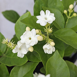 再入荷花苗 アラビアン ジャスミン 茉莉花 4.5号ポット マツリカ