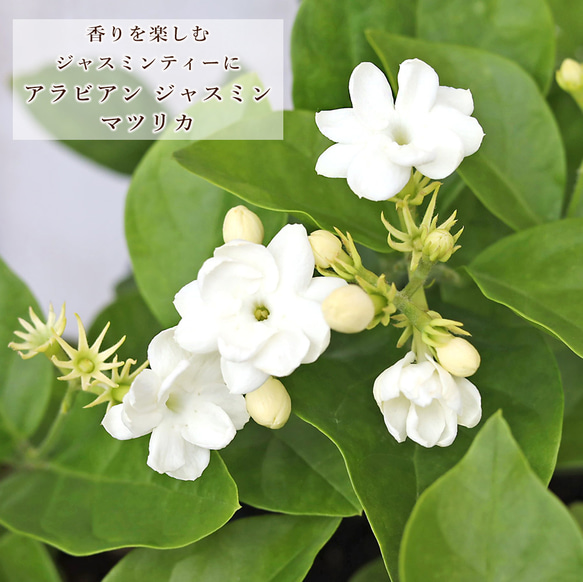 花苗 アラビアン ジャスミン 茉莉花 マツリカ 4号 低木 香り