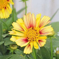 花苗 コレオプシス ソランナ サンセットバースト 3.5号 多年草 育て