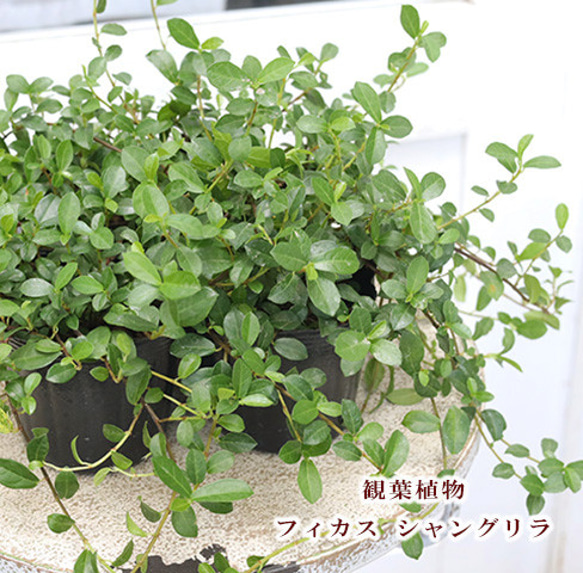 再入荷観葉植物 フィカス シャングリラ 3号 つる性 ガジュマル