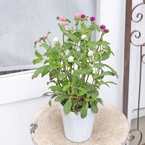 チコ花 花苗 センニチコウ mix植え 3.5号 千日紅 夏の花 かわいい 暑さ