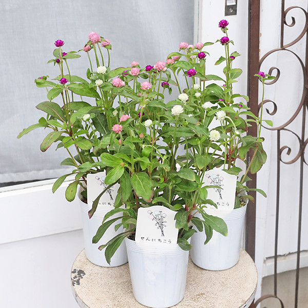 珍しい花の苗5本セット Plants Gift(花苗セット) 贈り物用 | 立花ガーデン フラワー