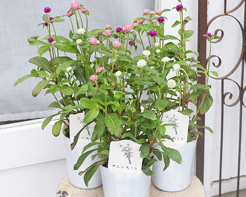 花苗 センニチコウ mix植え 3.5号 千日紅 夏の花 かわいい 暑さ
