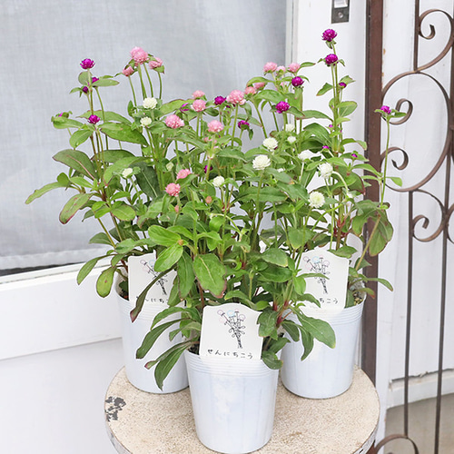 花苗 センニチコウ mix植え 3.5号 千日紅 夏の花 かわいい 暑さ