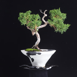 真柏・シンパクの風樹盆 手造りの鉢に 盆栽 イマplants 通販 14174436