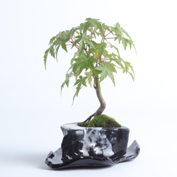 紅葉・モミジの風樹盆　手造りの鉢に 2枚目の画像