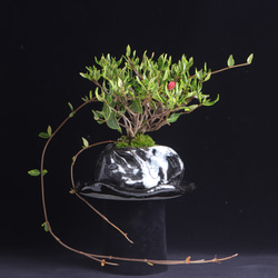 錦蔦・ニシキツタの風樹盆　手造りの鉢に 1枚目の画像