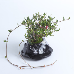 錦蔦・ニシキツタの風樹盆　手造りの鉢に 3枚目の画像