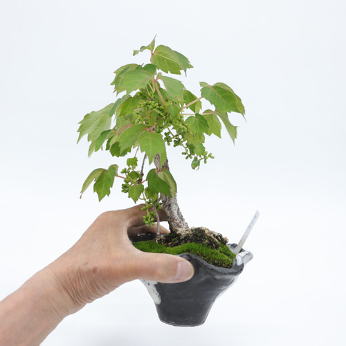 和蔦・ワツタの風樹盆 手造りの鉢に 盆栽 イマplants 通販 14174566