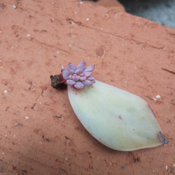 多肉植物 初恋 抜き苗  赤ちゃん 1枚目の画像