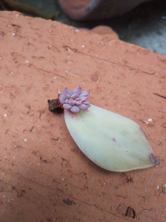 多肉植物 初恋 抜き苗  赤ちゃん 1枚目の画像