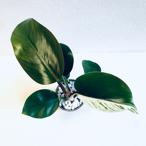 ハイドロカルチャー フィロデンドロン バーキン 先祖返り レア