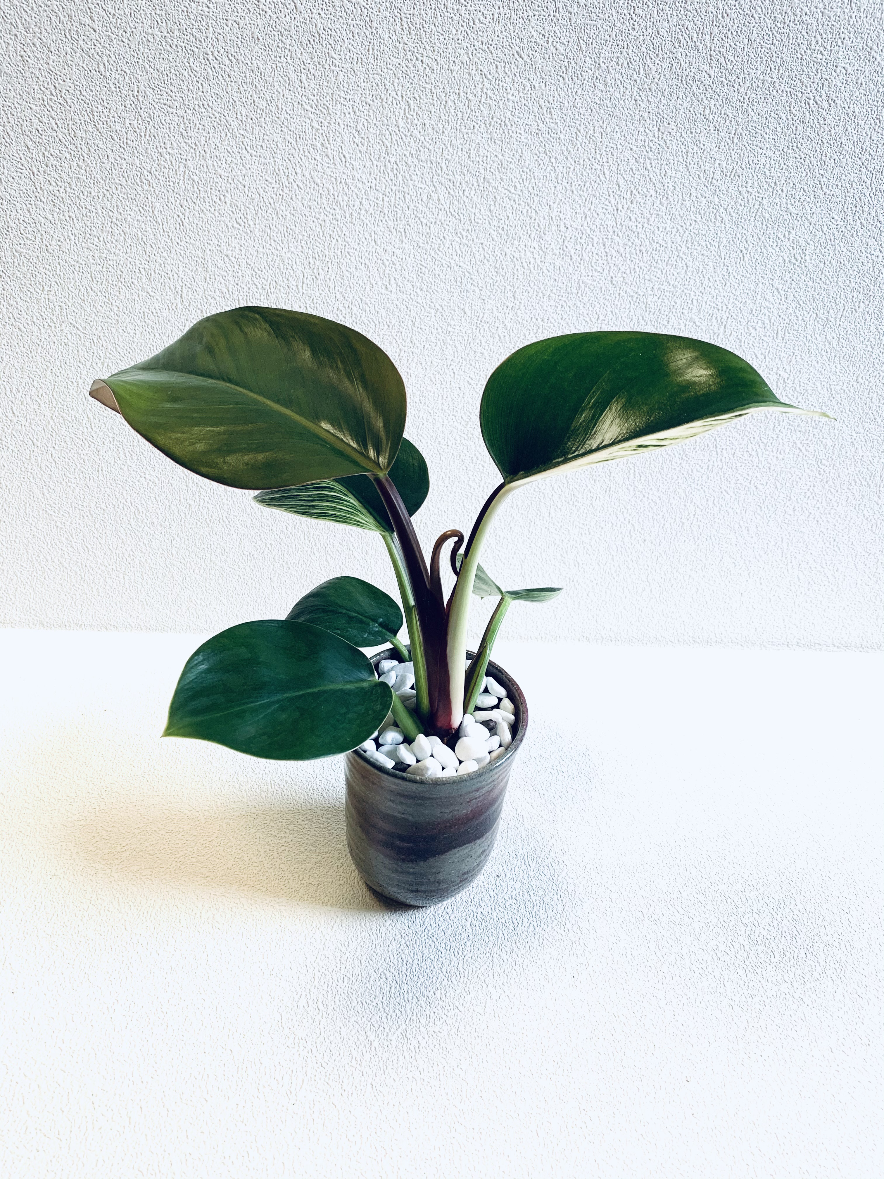 植物 希少 ハーフムーン‼️ レアなフィロデンドロン バーキン 美株 斑入り