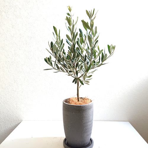 大鉢シルバー社会福祉協議会長賞受賞者の作品