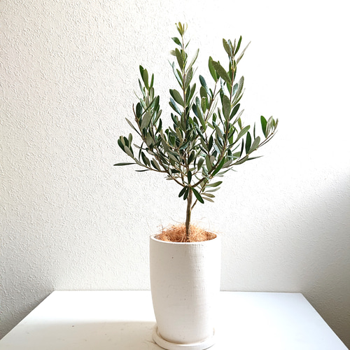 ○数量限定○新作○ギフト プレゼント 希少”オリーブの木 鉢/受け皿