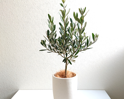 モンキーツリー　縁起物　受け皿付き　高さ約100cm(現物) PLANCHU 多肉植物 モンキーツリー 3号丸鉢 受け皿付き 育て方説明書