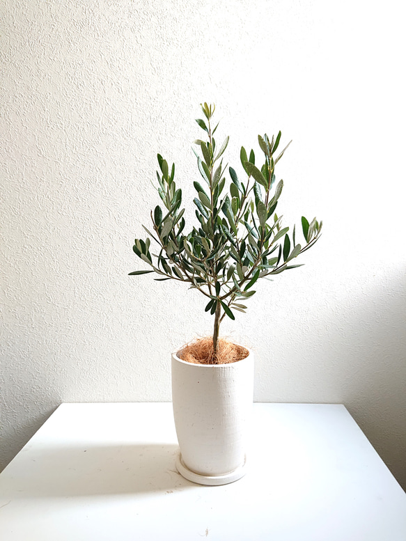 ○数量限定○新作○ギフト プレゼント 希少”オリーブの木 鉢/受け皿
