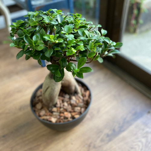 観葉植物】ガジュマル 8号 630 送料無料 その他インテリア雑貨 花 千の