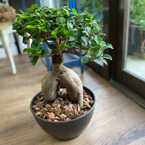 人気の観葉植物「ガジュマル」が入荷しました！ - マルベリー