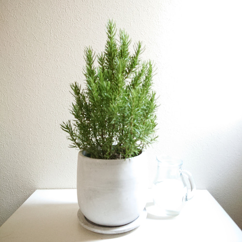 ○数量限定○虫よけ 希少 大株”ローズマリー アッシュグレー