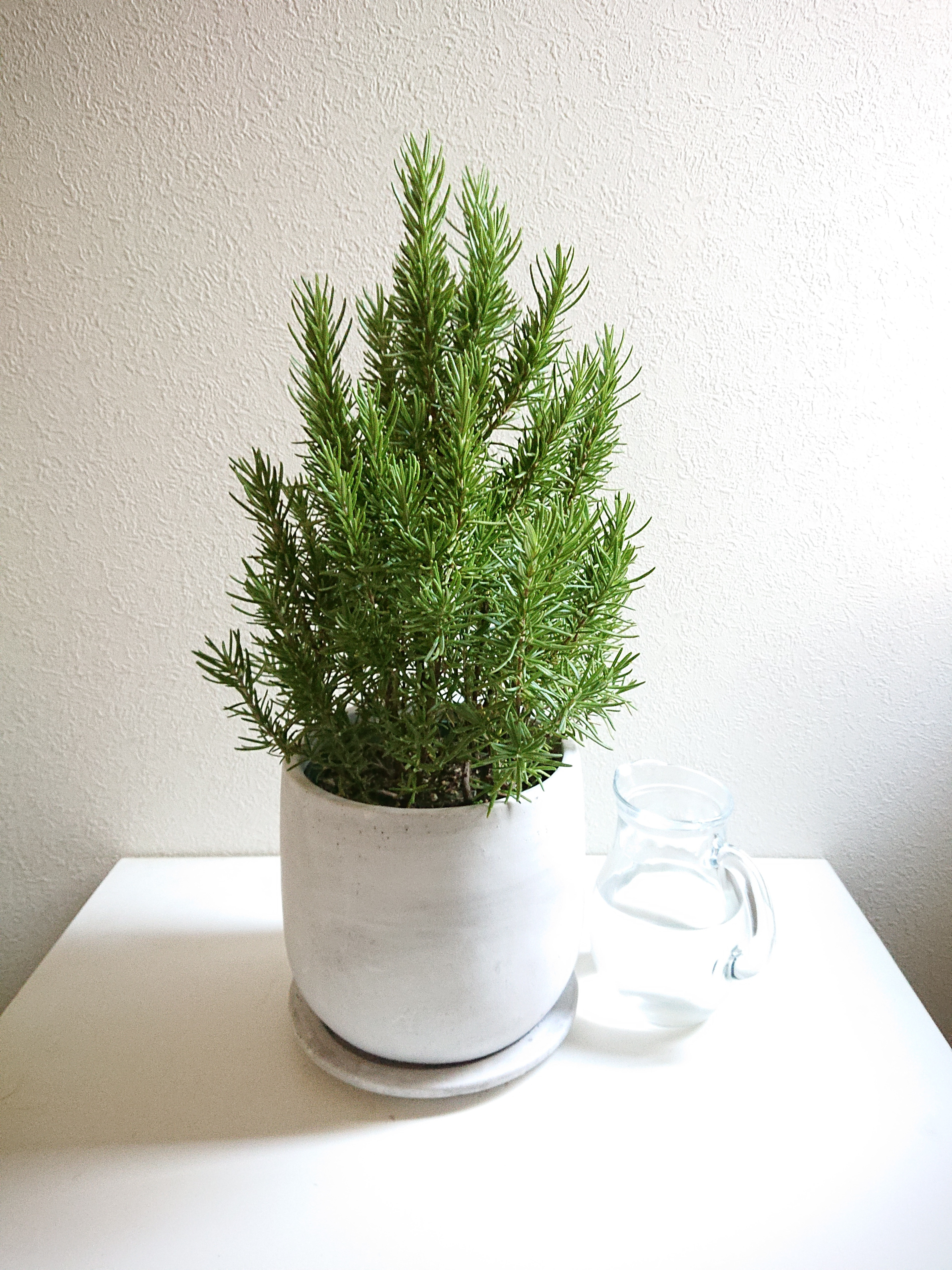 ♡brise様★大容量　グレープフルーツ　ローズマリーシネオール　各100ml ♡brise様☆大容量 グレープフルーツ ローズマリーシネオール 各