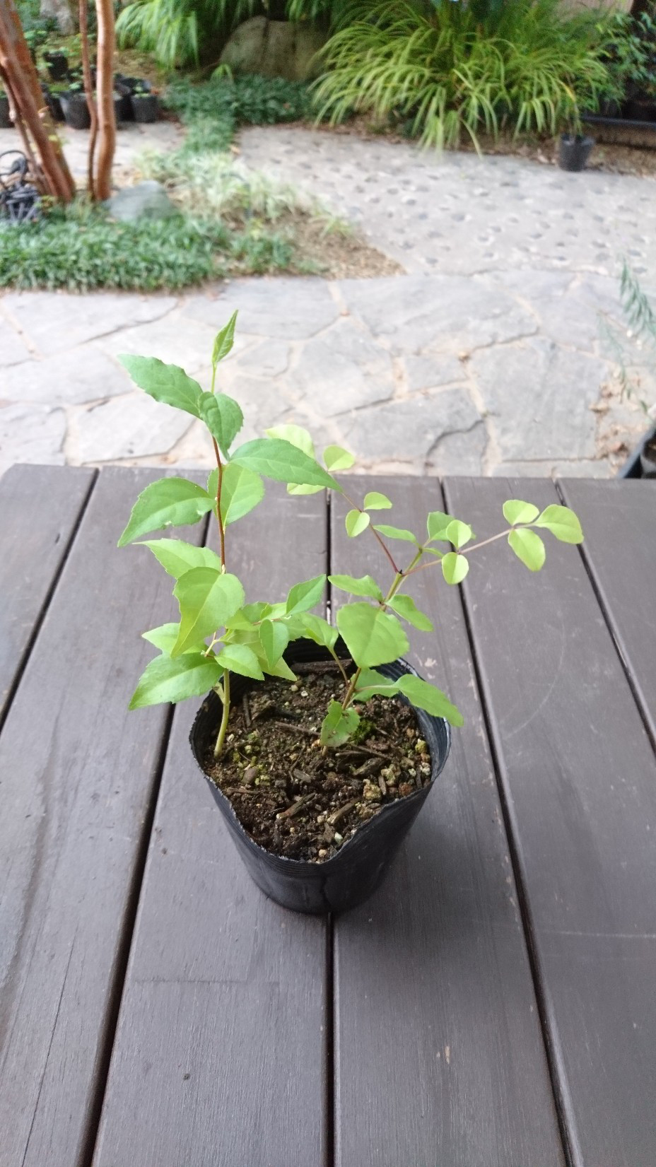 アオダモの木、高さ2メートル40センチ。写真の現品