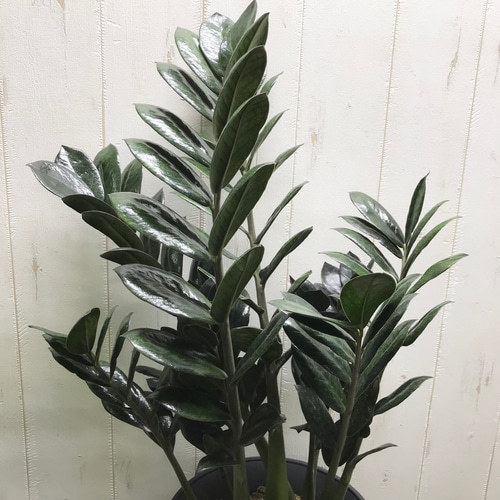 a*i様 ザミオクルカスレイヴン　1メートル以上　10号サイズ　超大型　超希少 a*i様 ザミオクルカスレイヴン 1メートル以上 10号サイズ 超大型