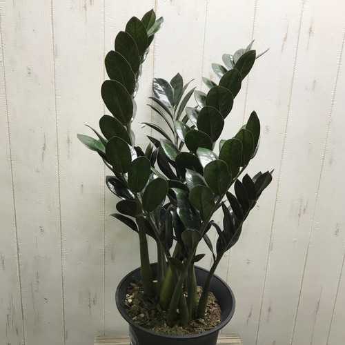 スタイル抜群！ 大株 ザミオクルカス レイヴン 7号 その他インテリア