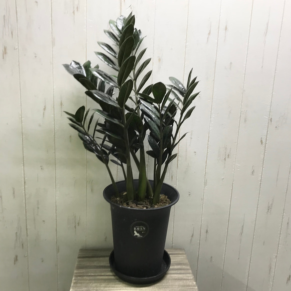 スタイル抜群！ 大株 ザミオクルカス レイヴン 7号 その他インテリア