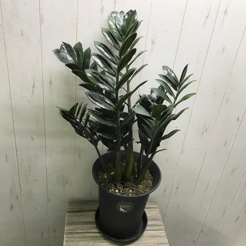 スタイル抜群！ 大株 ザミオクルカス レイヴン 7号 その他インテリア