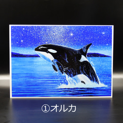 【メールマガジン掲載】 A4アートプリント（オルカ、クジラ、象、ペンギン）選べる2点セット　　 2枚目の画像