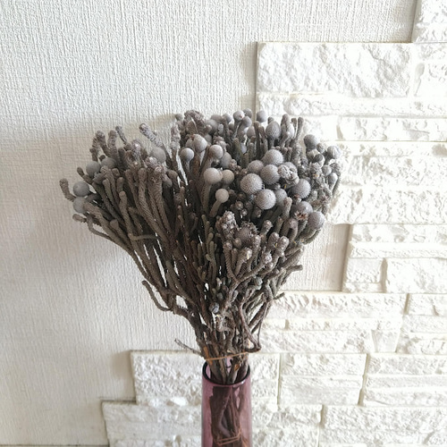 ドライフラワー❇️シルバーブルニア❣️ 66dbd0b5607e0507d2d4fdd2afb696