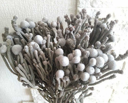 ❇️シルバーブルニア❣️ドライフラワー ca61ba26d80916d76e731c26708598